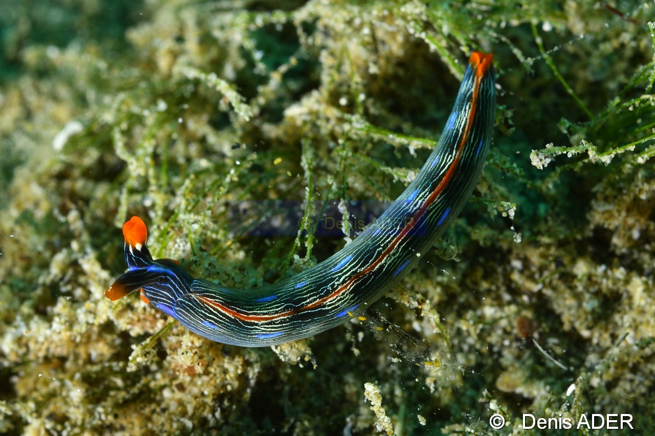 Thuridilla gracilis-Wakatobi Pasar wajo jetty-17m-20180602-Denis-ADER-DSC_3340_tn.jpg